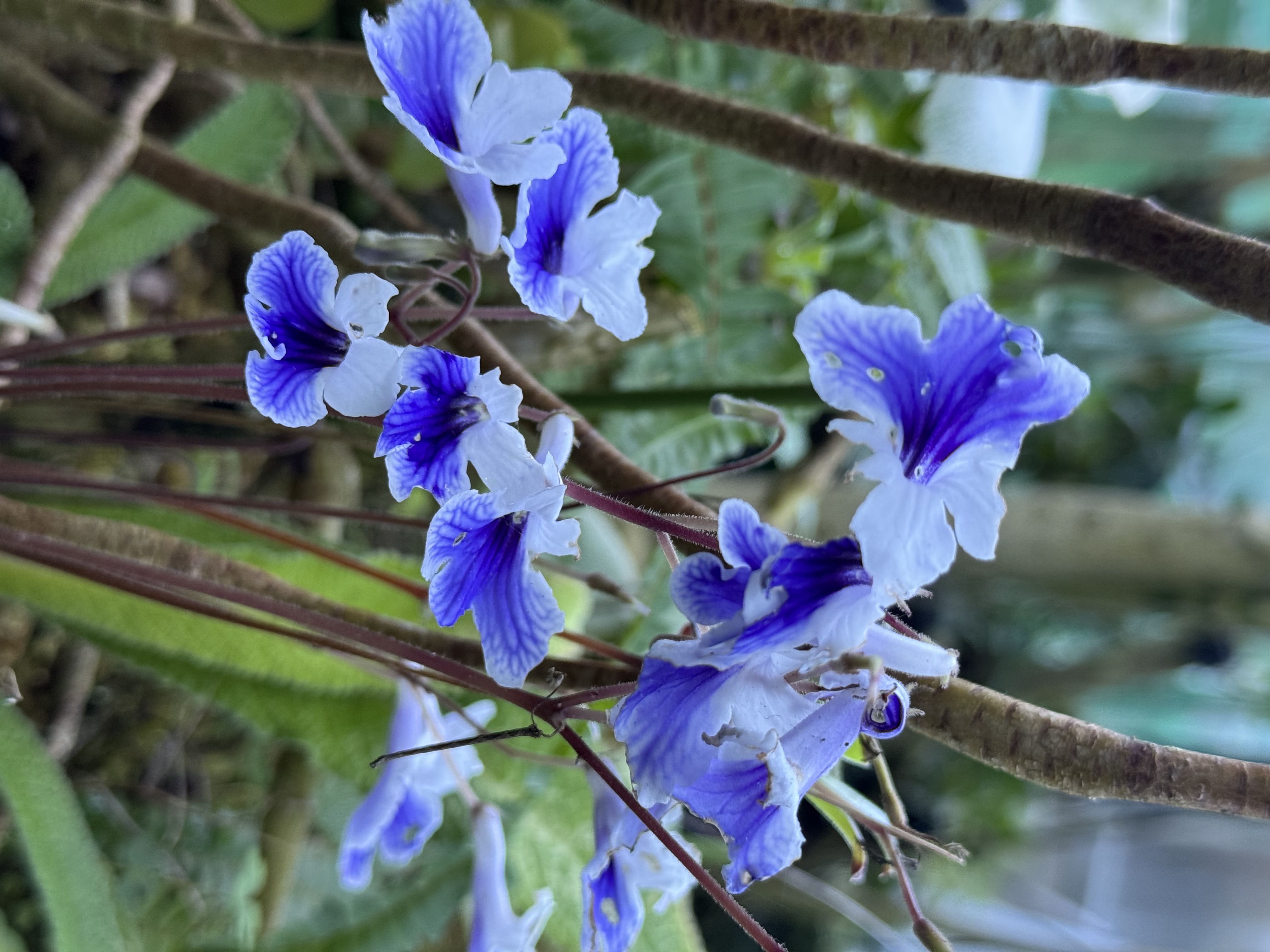 別の花